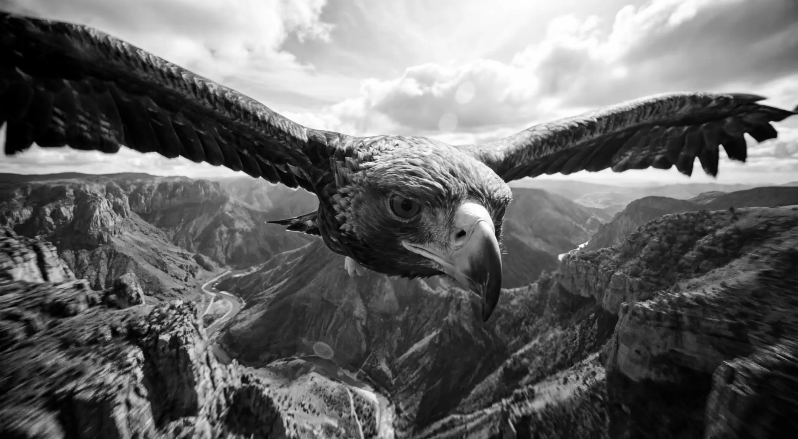 Black-and-white eagle flying with wings spread above a rocky canyon